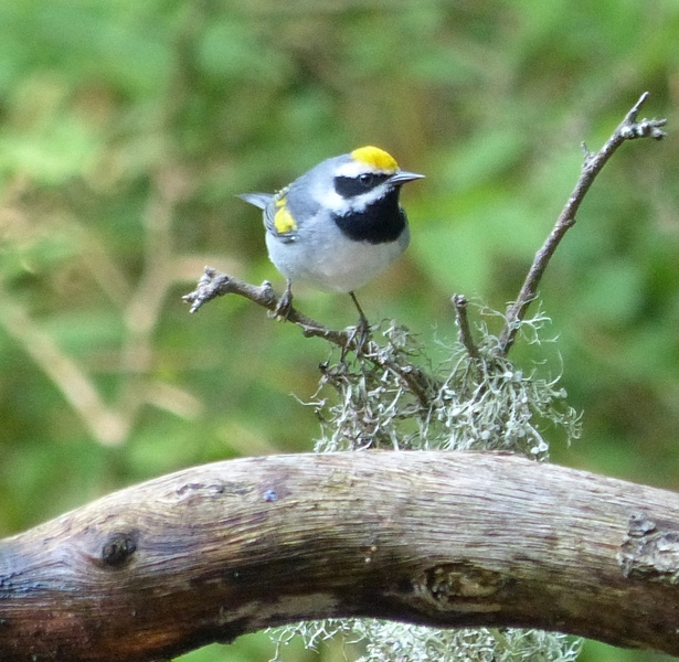 Golden-winged Warbler